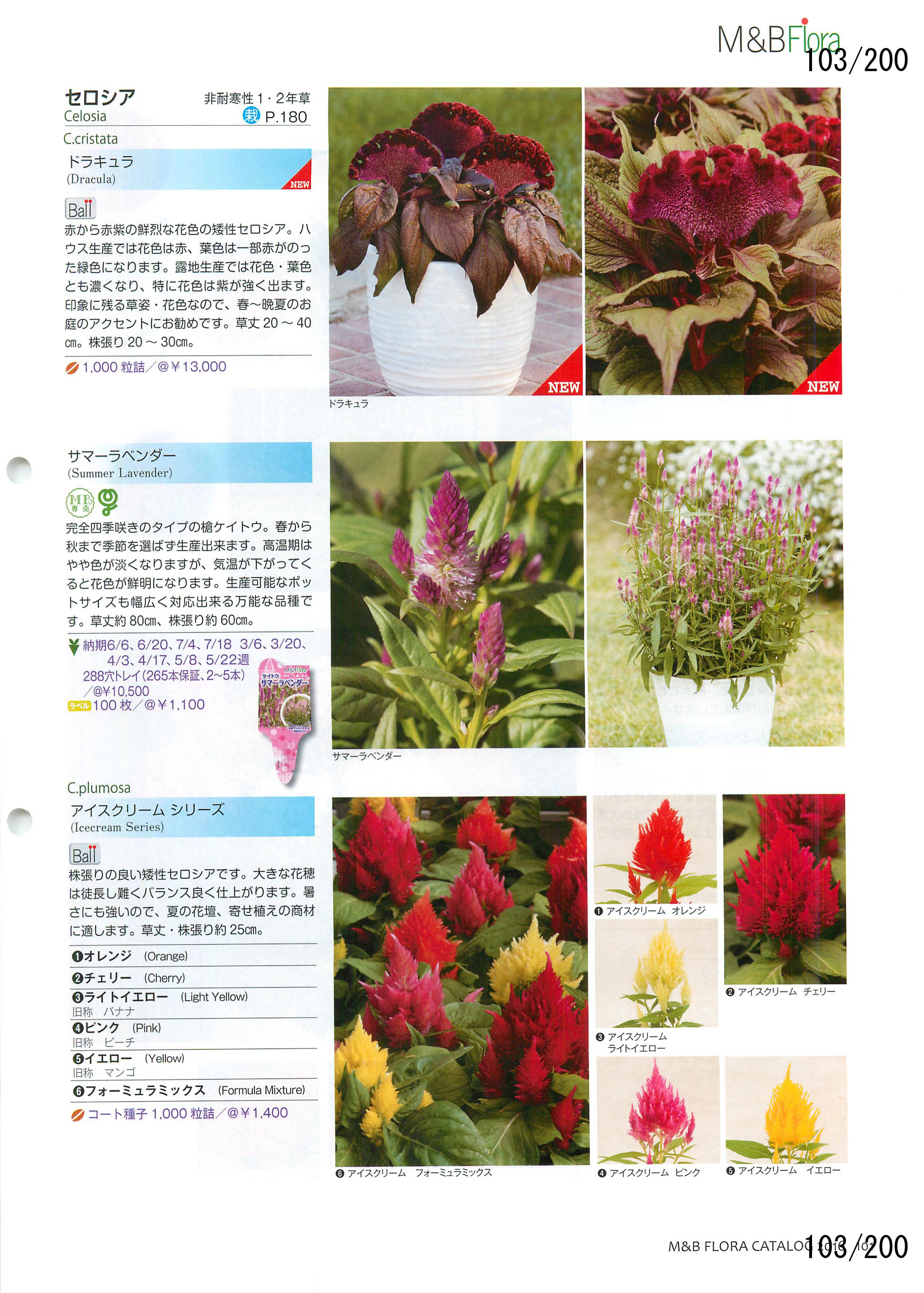 M&B Flora Vol.20F103y[W