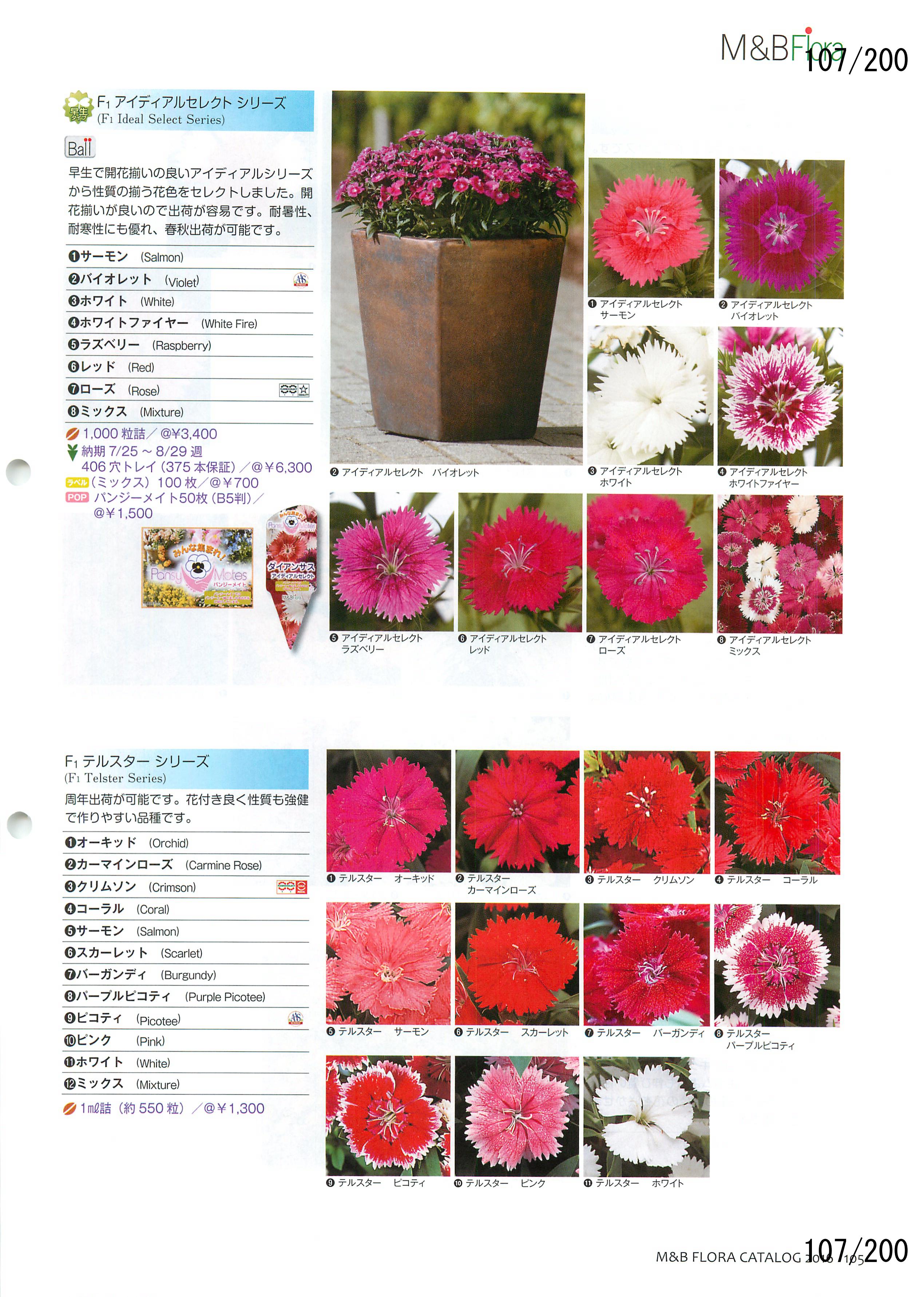 M&B Flora Vol.20F107y[W