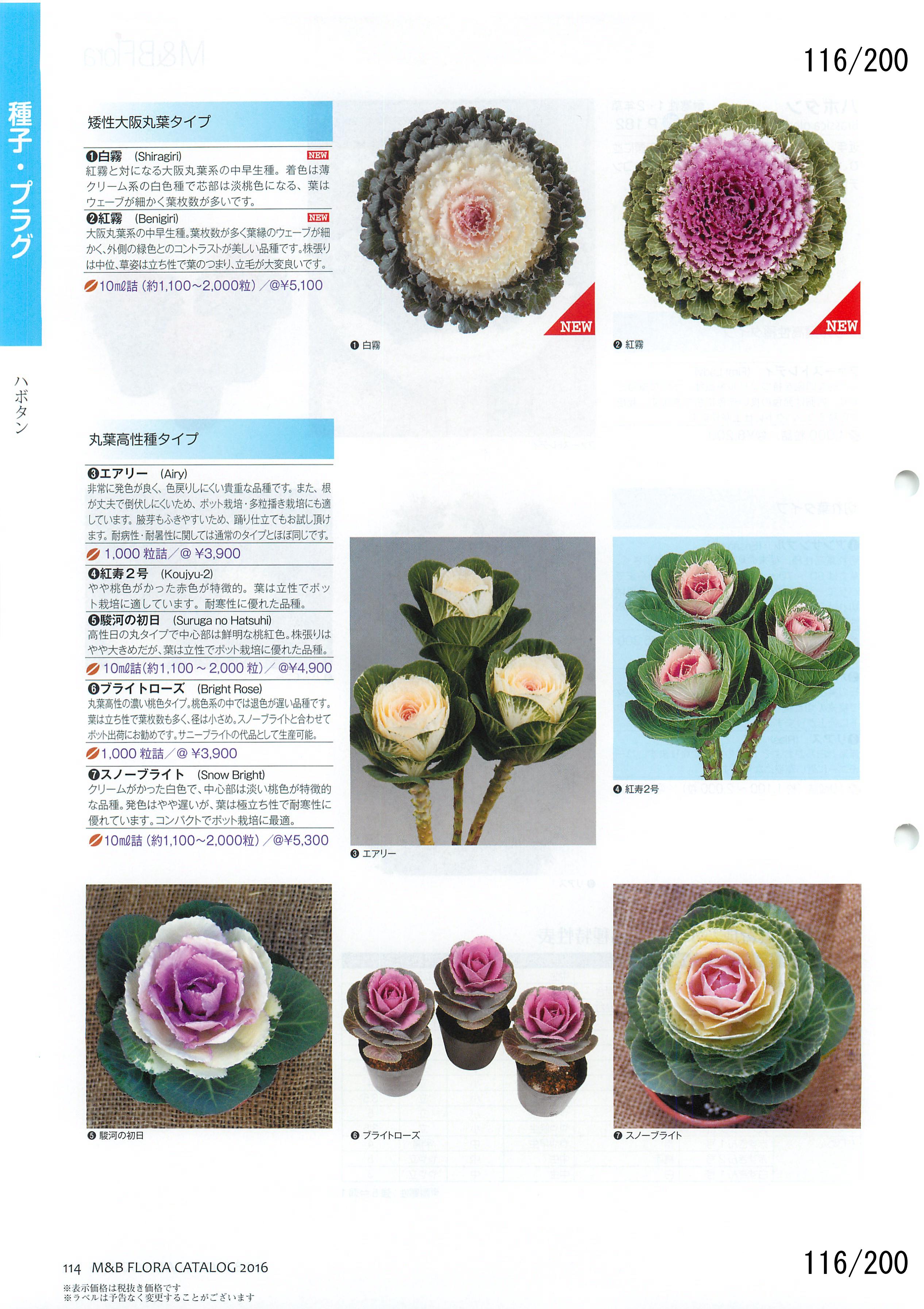 M&B Flora Vol.20F116y[W