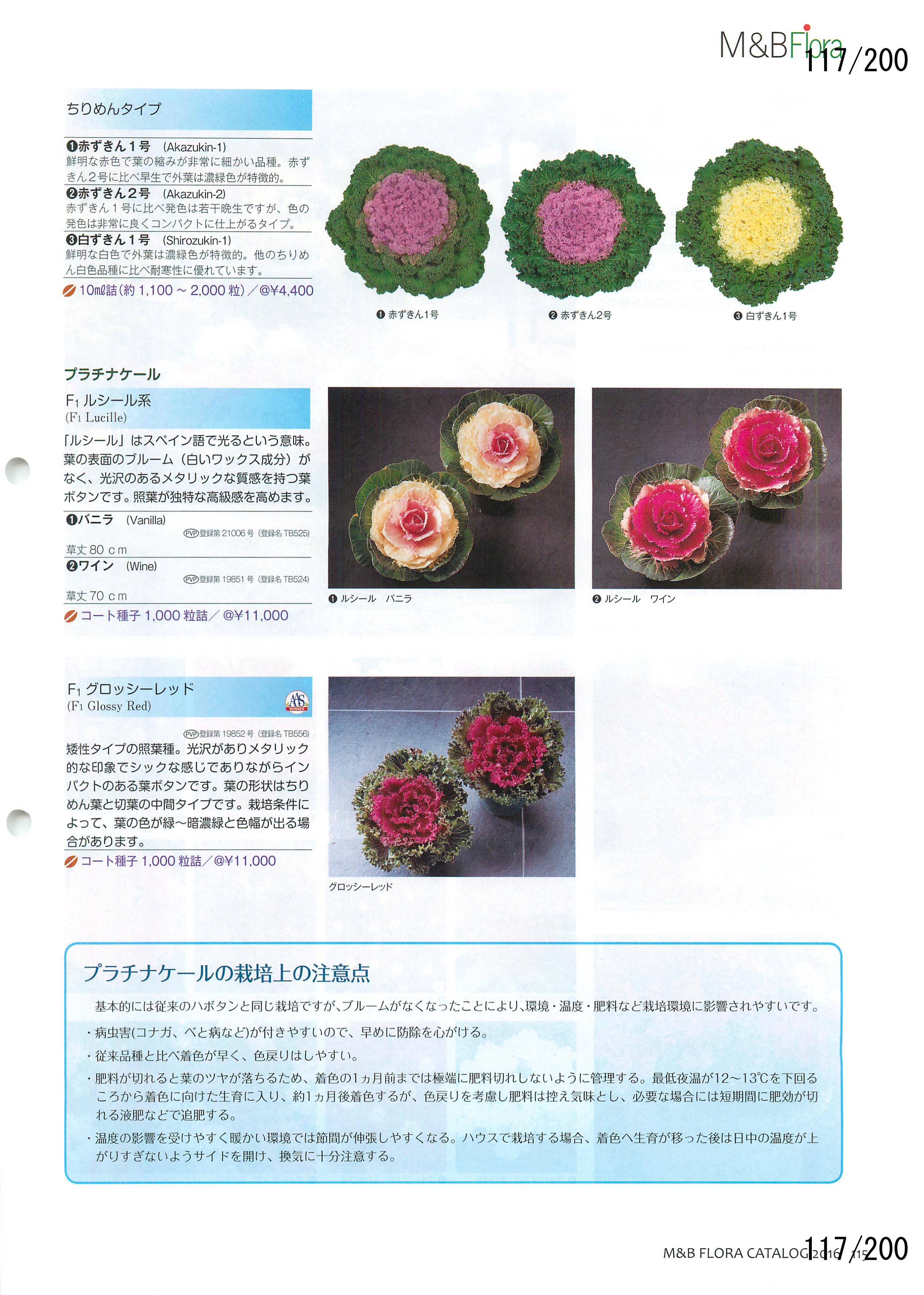 M&B Flora Vol.20F117y[W