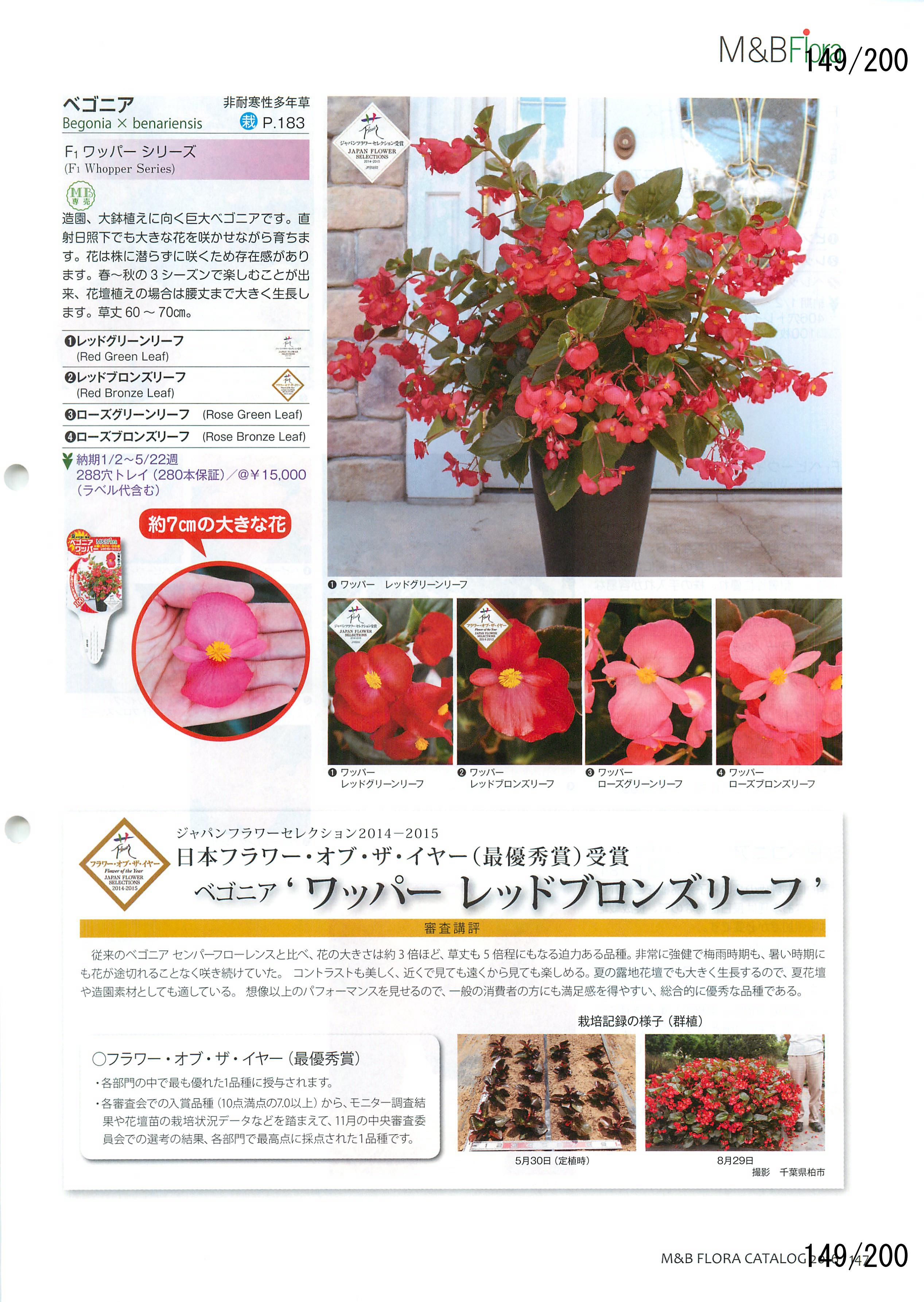 M&B Flora Vol.20F149y[W