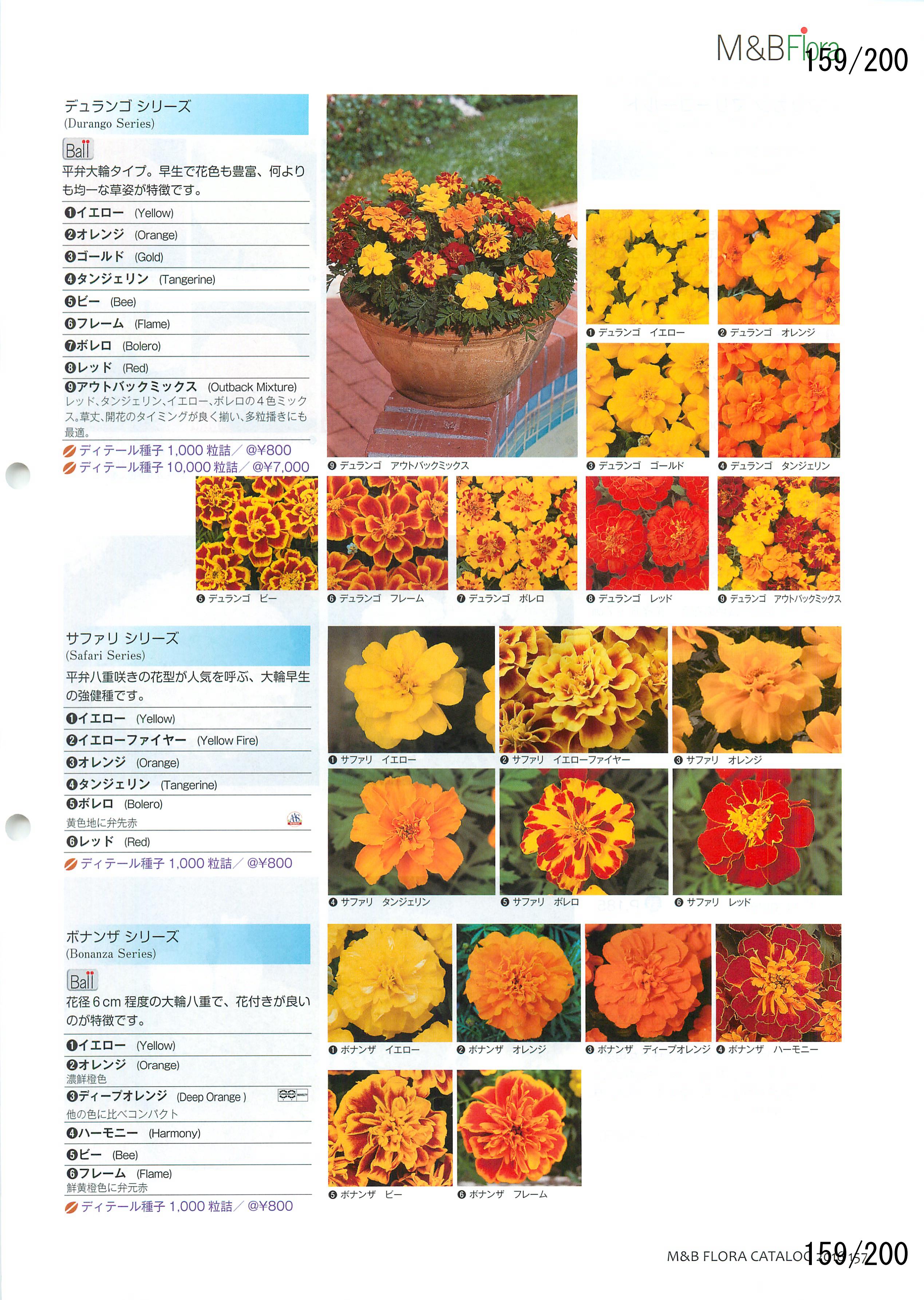 M&B Flora Vol.20F159y[W