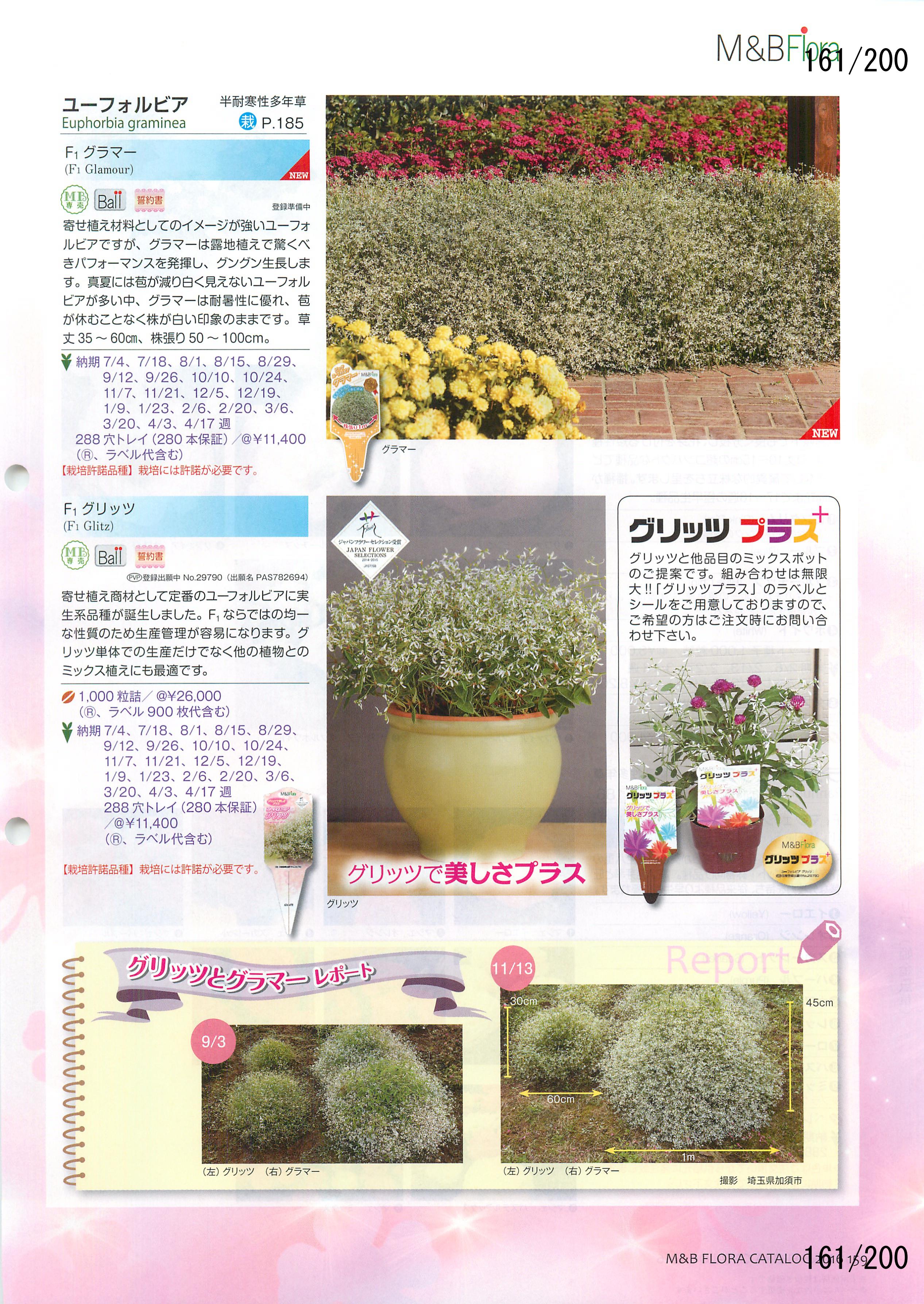 M&B Flora Vol.20F161y[W