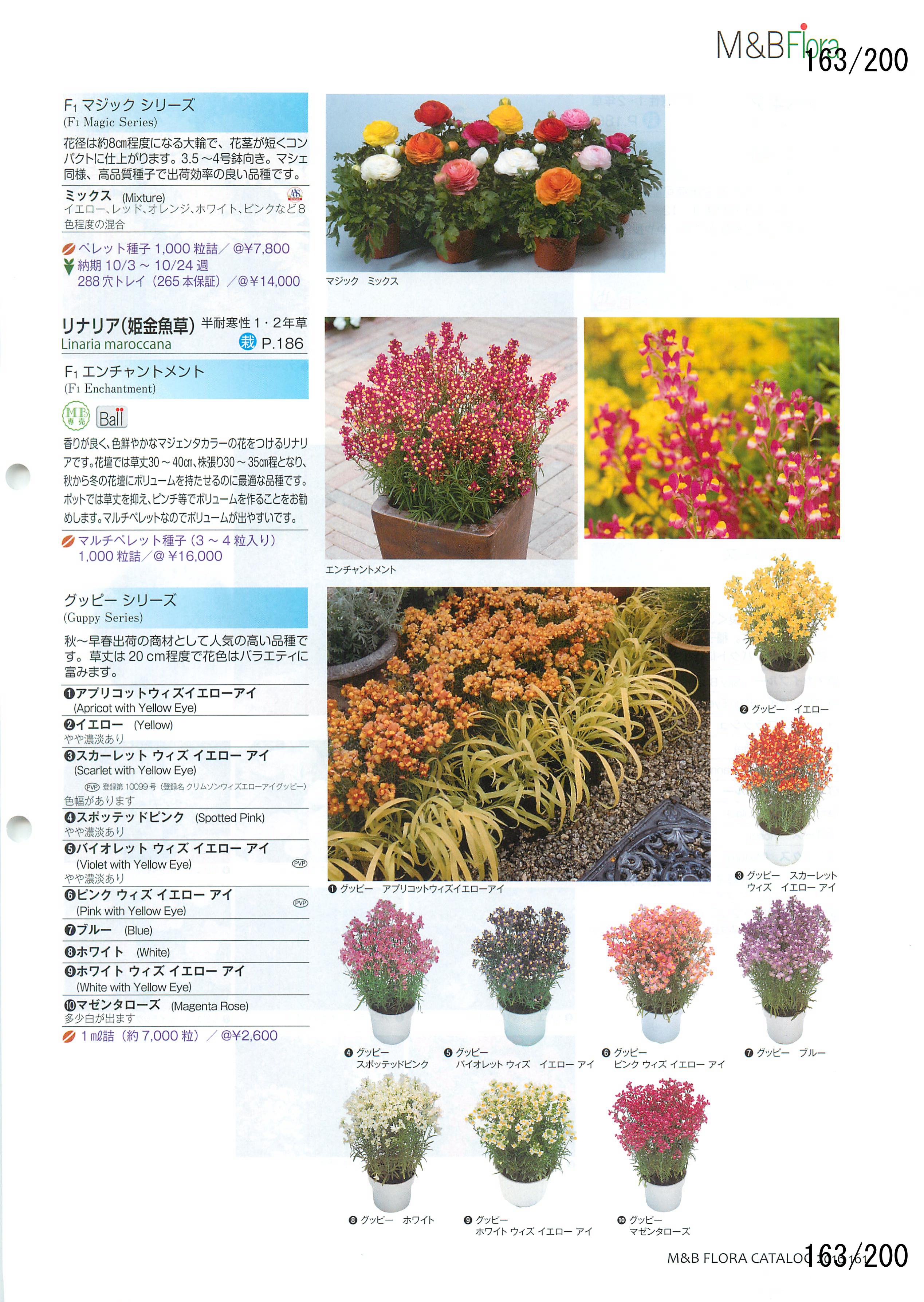 M&B Flora Vol.20F163y[W