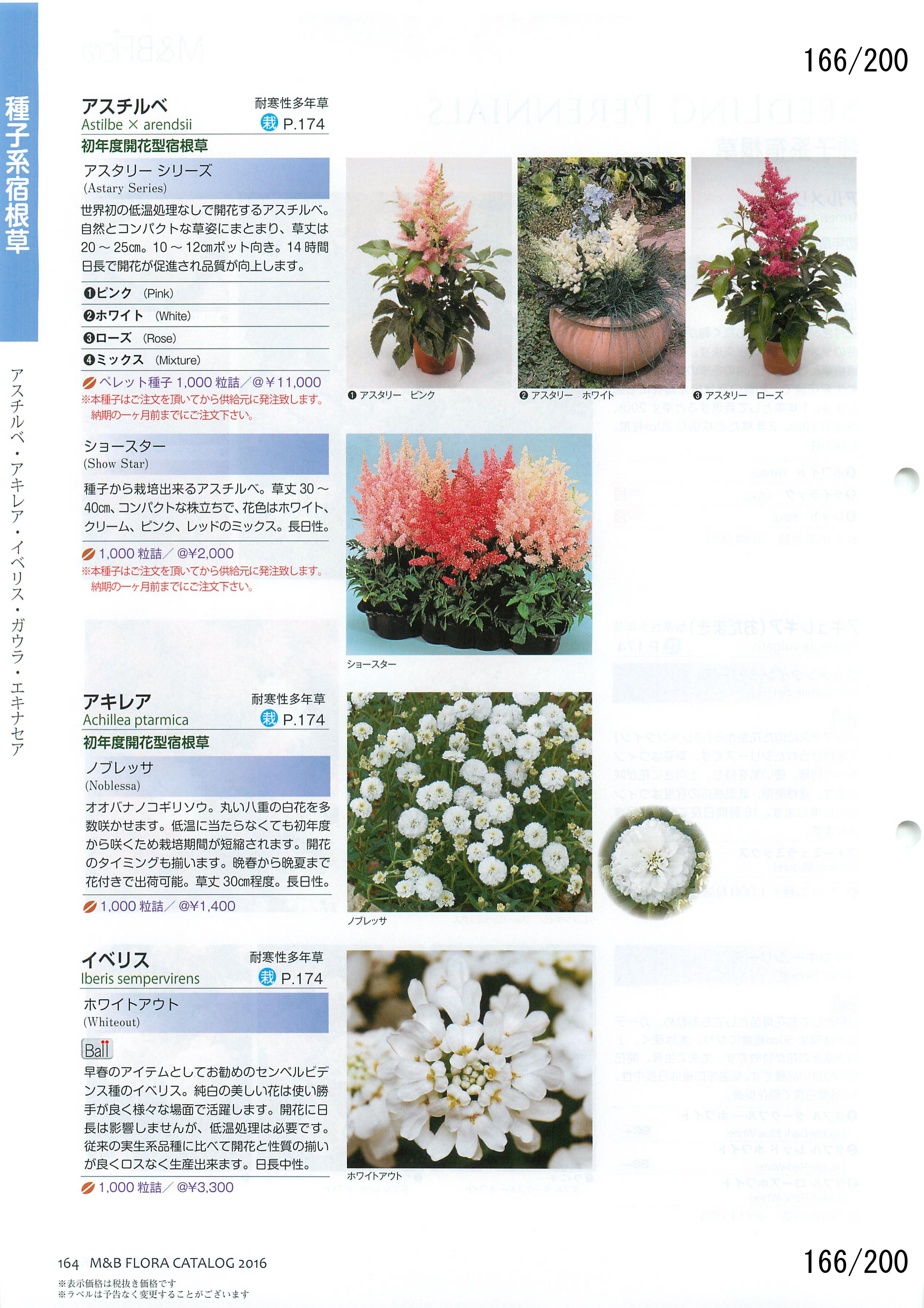 M&B Flora Vol.20F166y[W