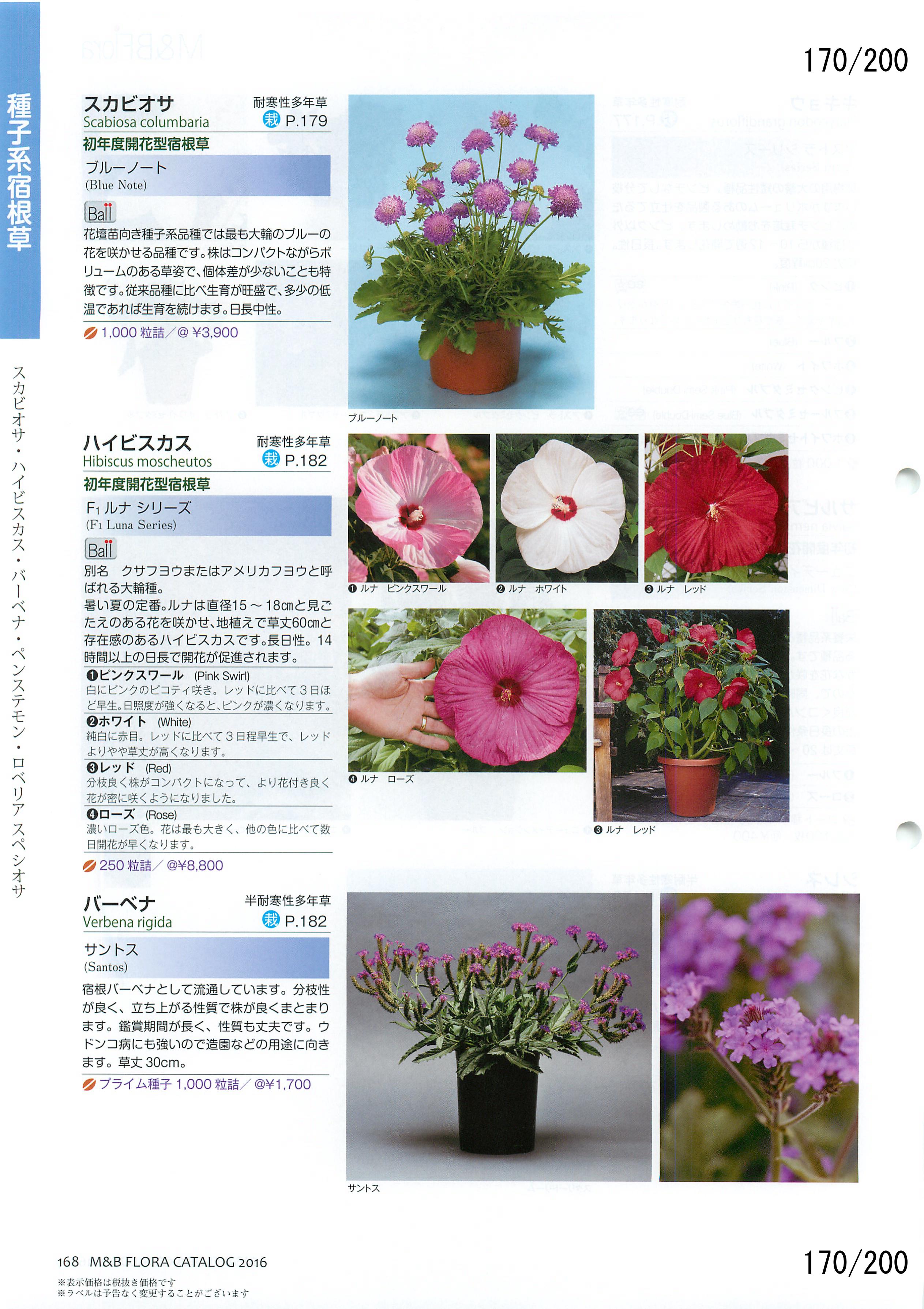 M&B Flora Vol.20F170y[W