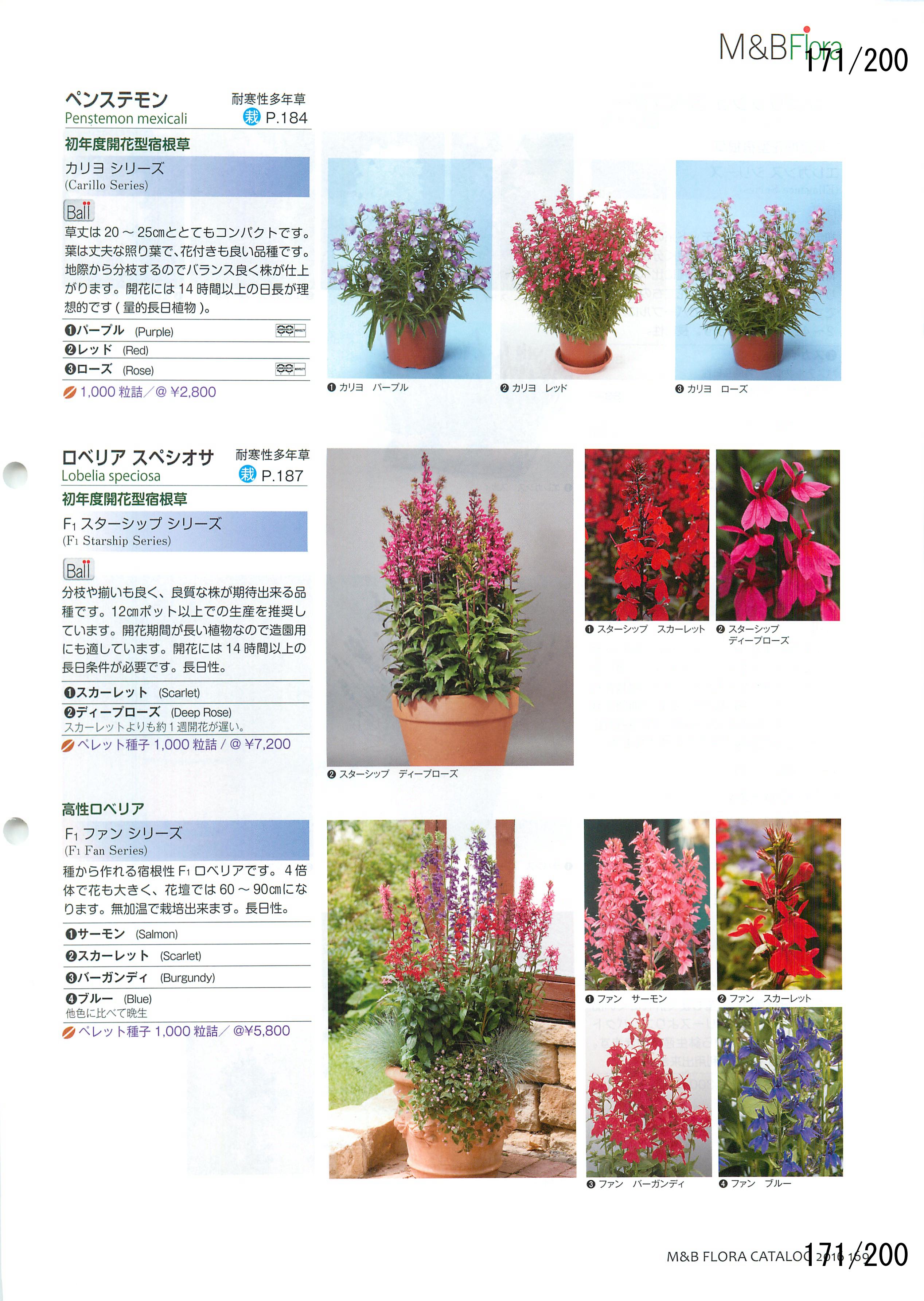 M&B Flora Vol.20F171y[W