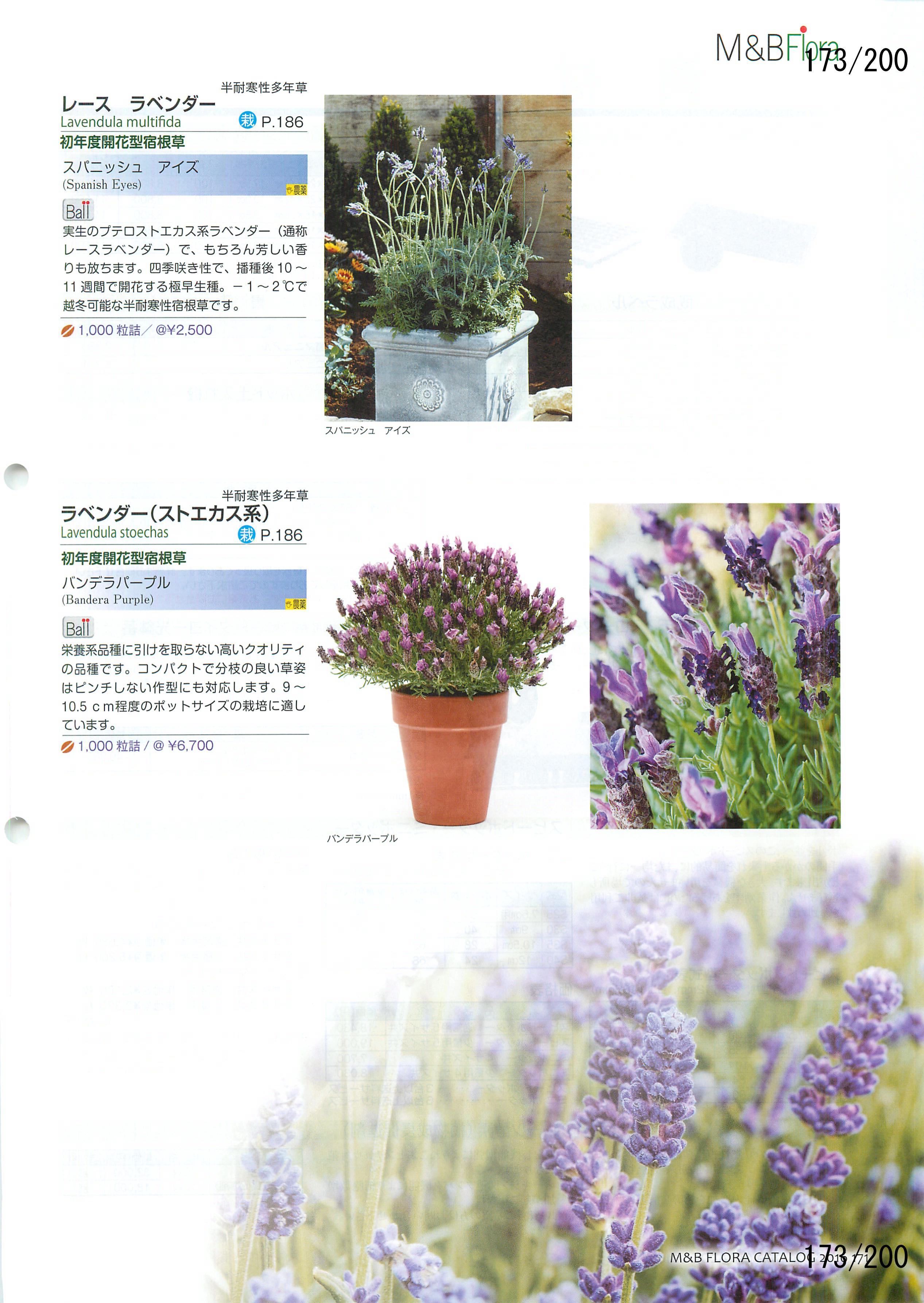 M&B Flora Vol.20F173y[W