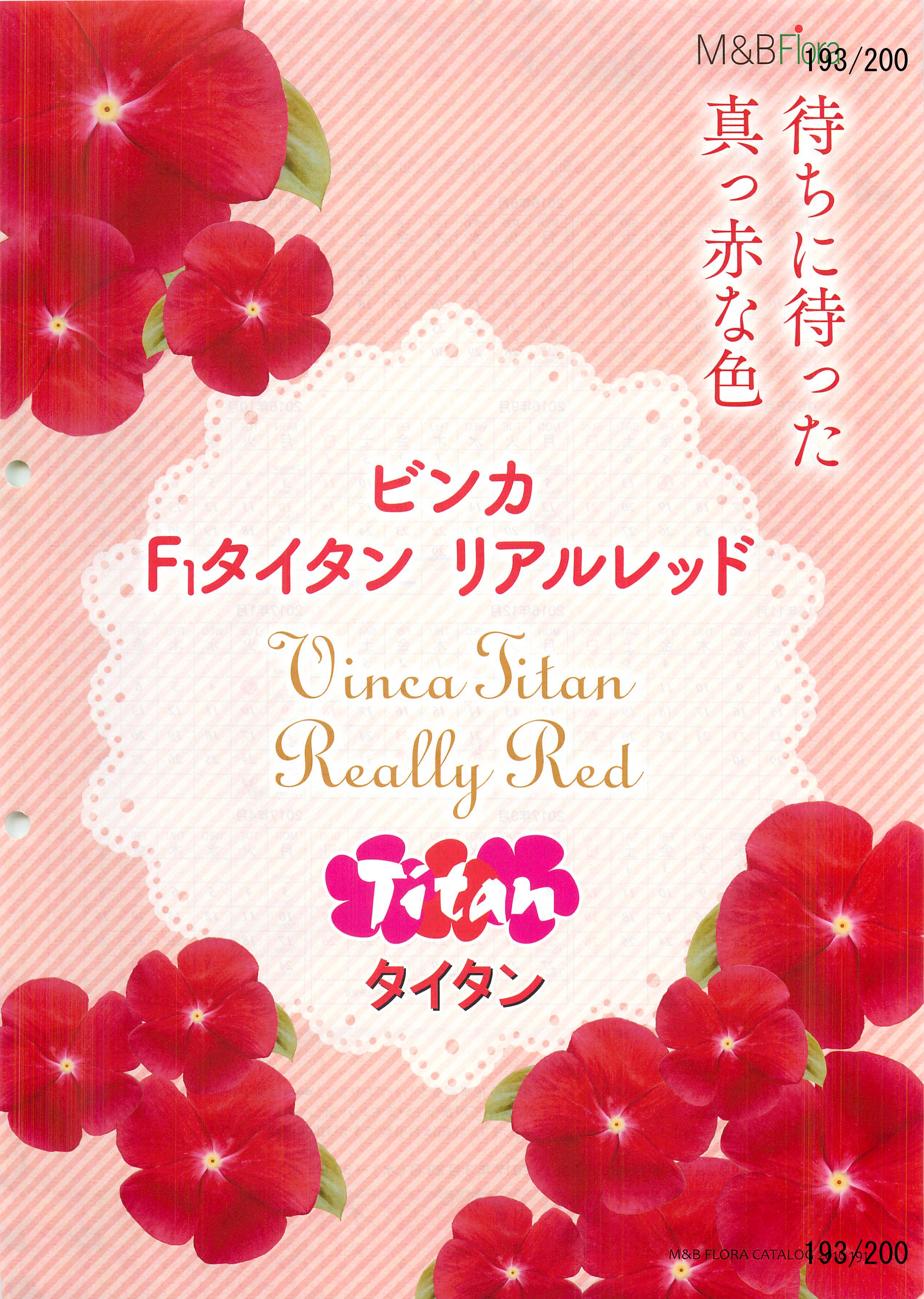 M&B Flora Vol.20F193y[W