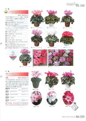 mbf_053