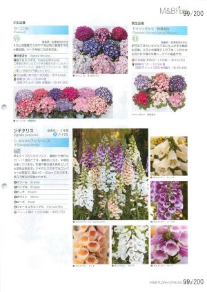 mbf_099