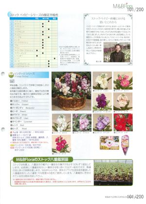 mbf_101