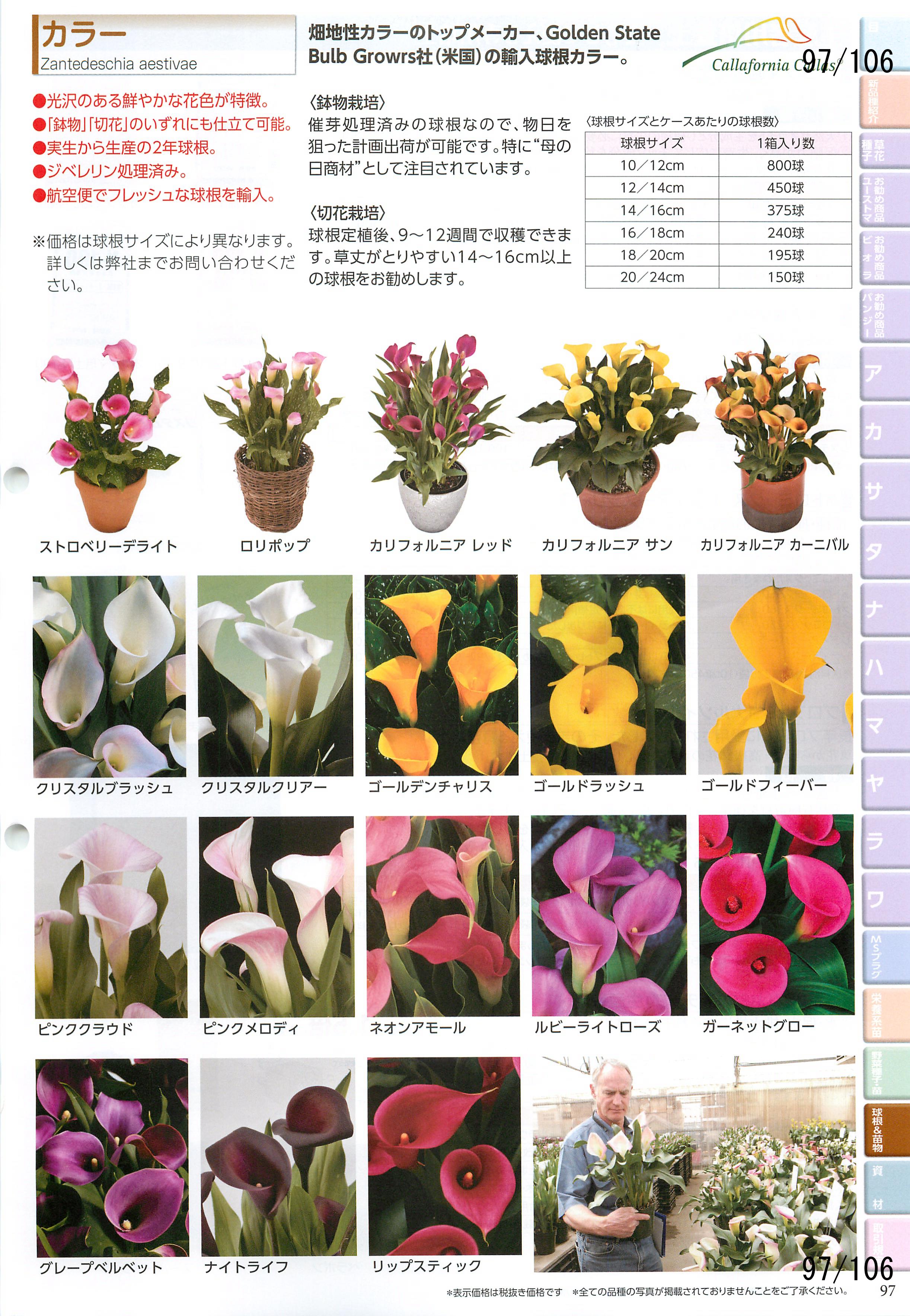 MURAKAMI SEED c͔|ƗpJ^O 2016-2017F97y[W