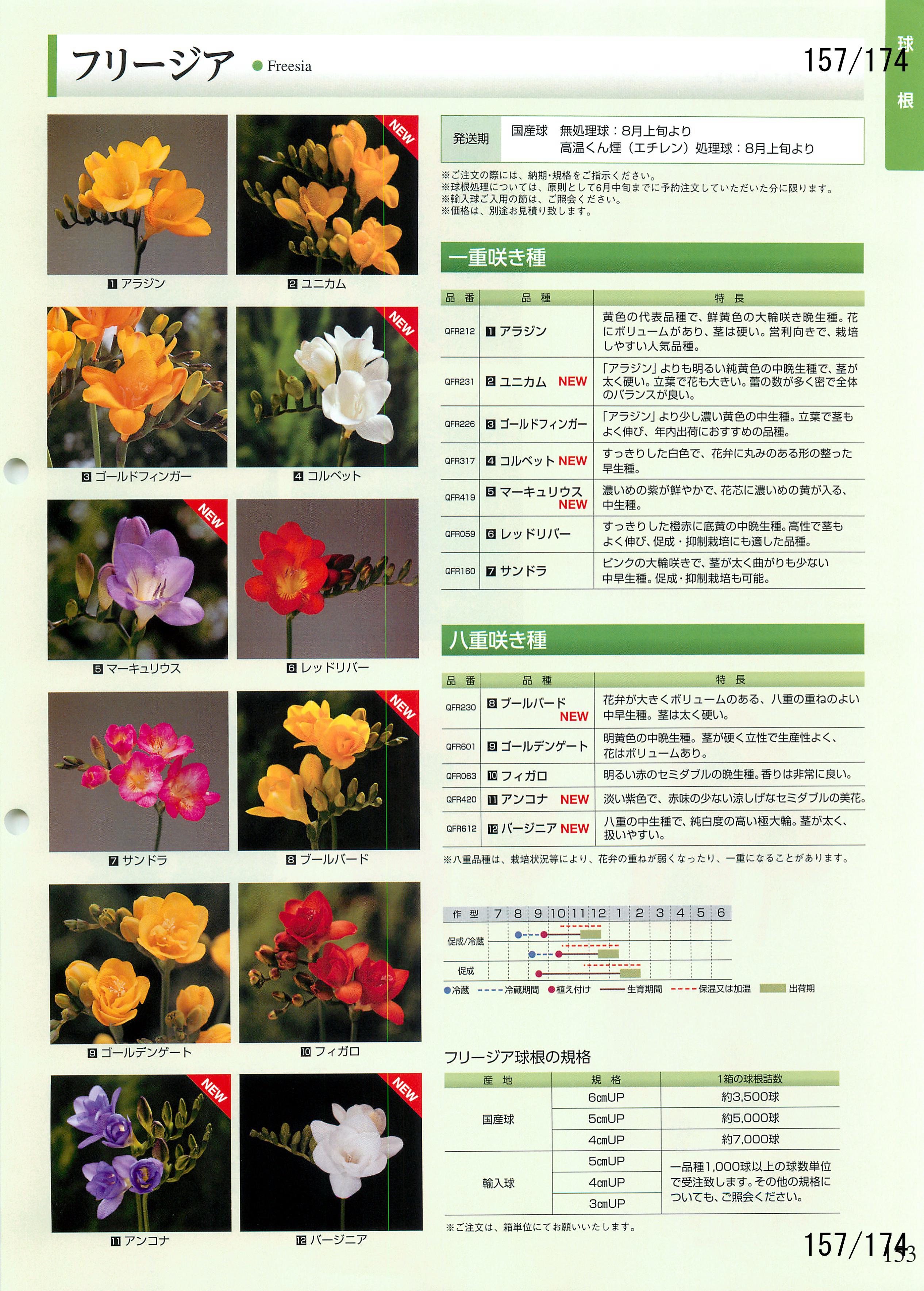 ^LC̉| 2016-2017F157y[W
