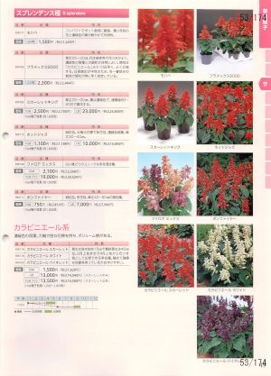 tki_053