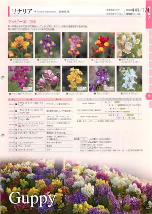 tki_141