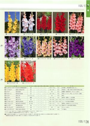 tki_155